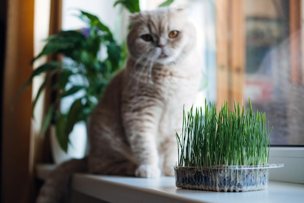 Cute scottish fold cat sitting near catnip or cat grass grown from barley oat wheat or rye seeds cat