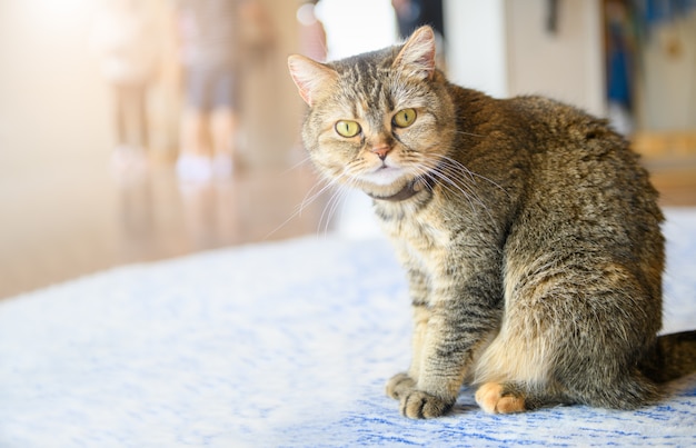 Cute scottish fold cat sitting