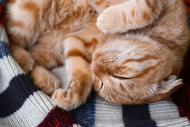 Photo cute scottish fold cat sleeping on plaid