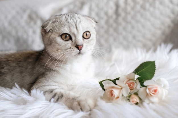 Cute Scottish Fold kitten with delicate roses on a white blanket