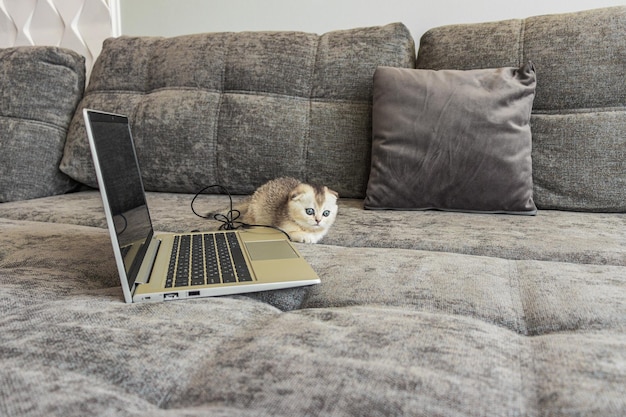 Cute scottish fold kitten with a laptop computer on the sofa