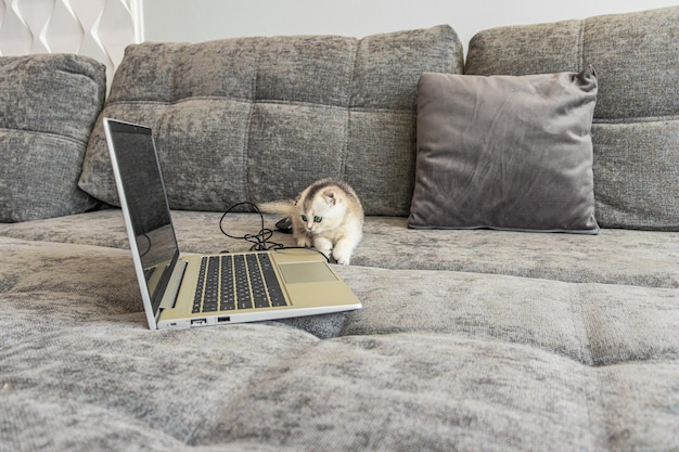 Cute scottish fold kitten with a laptop computer on the sofa