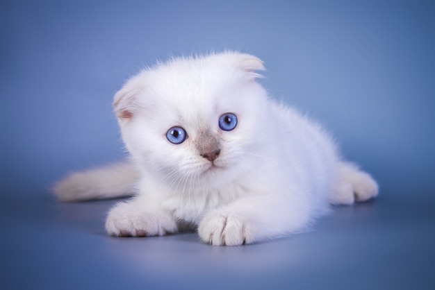 Cute scottish fold shorthair silver color point kitten with blue eyes.