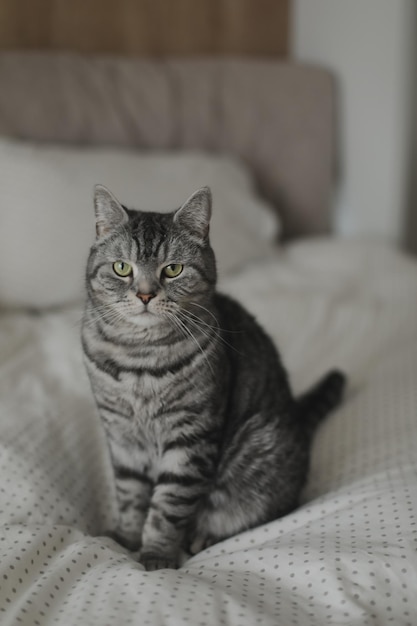 Cute Scottish straight cat in bed at home