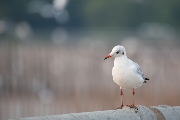 Cute seagull portrait