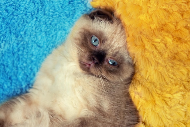 Cute seal point scottish fold kitten lies on a blue and yellow blanket