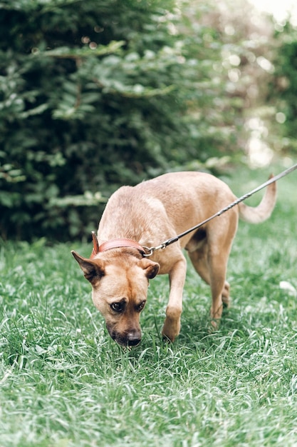 Cute search dog sniffing the grass in the park sad dog on a leash in the park animal adoption concept