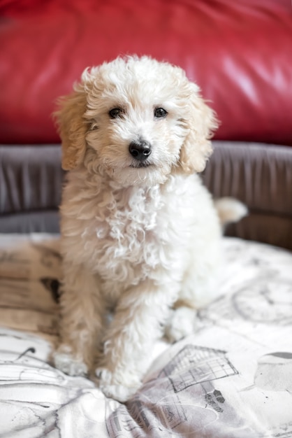 Cute shaggy little cream poodle puppy