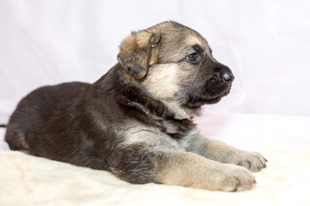 A cute shepherd puppy lies on a light background