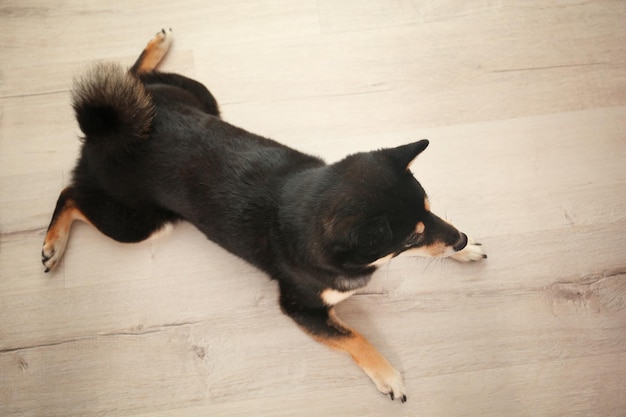 Cute Shiba inu dog lying on wooden floor