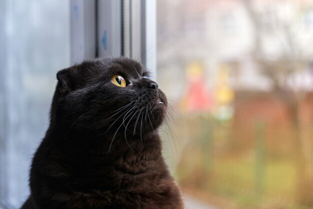 Cute short-haired cat sits and looks out the window on a cloudy day