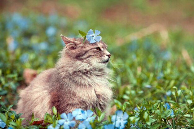 Cute siberian cat lying on the periwinkle lawn with flower on the head