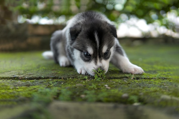 Cute Siberian husky puppy smelling the moss on the ground