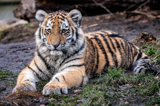 Cute siberian tiger cub Panthera tigris altaica