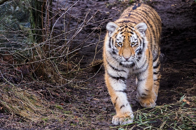 Cute siberian tiger cub Panthera tigris altaica