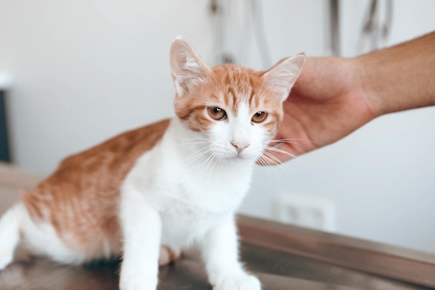 cute sick cat waiting for the vet