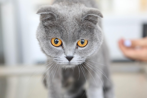 cute sick cat waiting for the vet