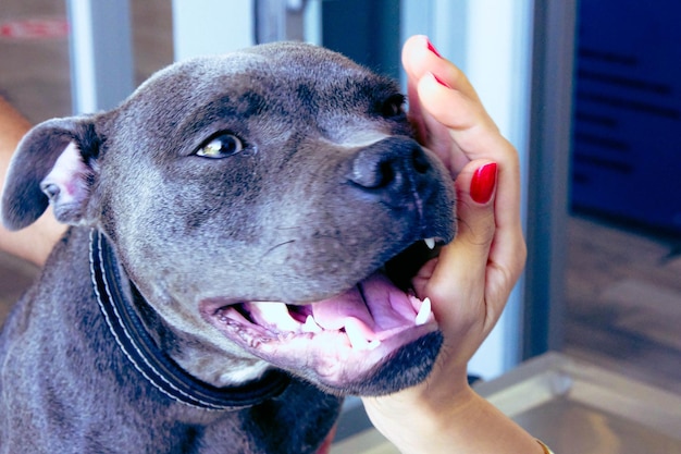 cute sick dog waiting for the vet