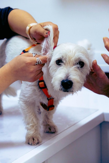 cute sick dog waiting for the vet