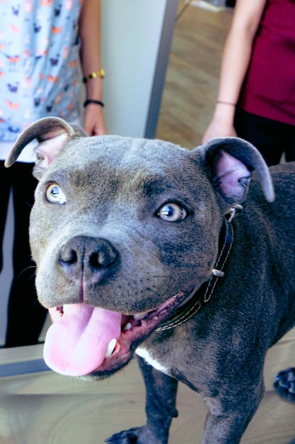 cute sick dog waiting for the vet