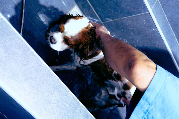 cute sick dog waiting for the vet