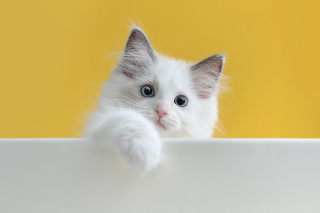 Cute side view of naughty little cat ragdoll playing with paws on yellow background