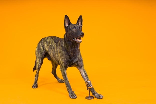 Cute singing dog Dutch shepherd in a studio red yellow background