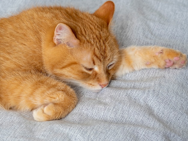 Cute sleeping red cat on a gray blanket. Sleeping pet