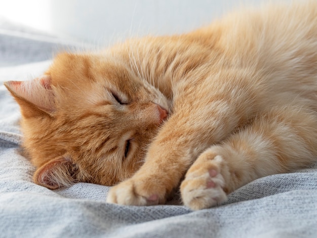 Cute sleeping red cat on a gray blanket. Sleeping pet