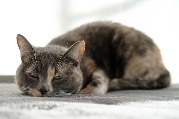 Cute sleepy cat is resting on a plush ottoman in natural daylight