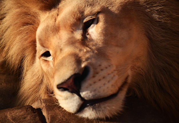 Cute sleepy look of the lion king of beasts