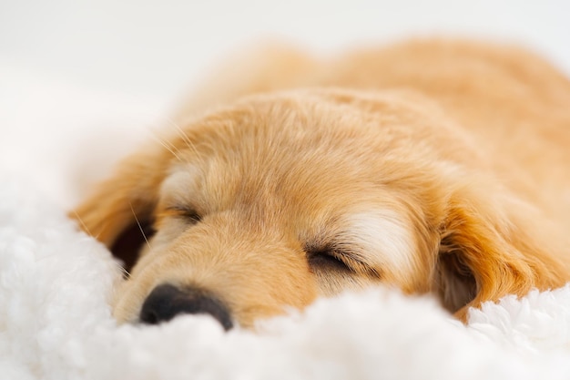 Cute sleepy young puppy Golden puppy on white background Hovawars breed