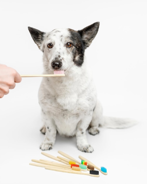 Cute small black and white dog is brushing teeth, mutlicolored toothbrushes are lyingin front of the dog.