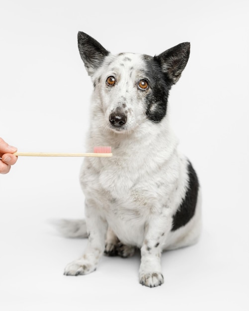 Cute small black and white dog is brushing teeth.