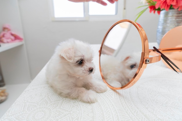 Photo cute small dog bichon maltes with white fluffy fur poses amusingly on a light background next to a toy hare and a mirror selectively focusing on the eyes and muzzle