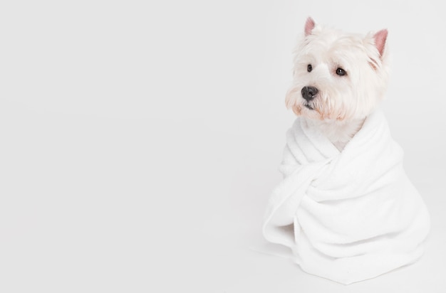 Cute small dog sitting in a towel