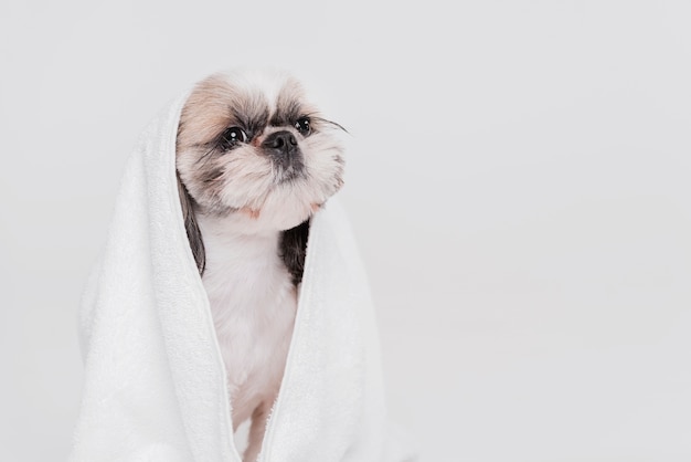 Cute small dog sitting in a towel