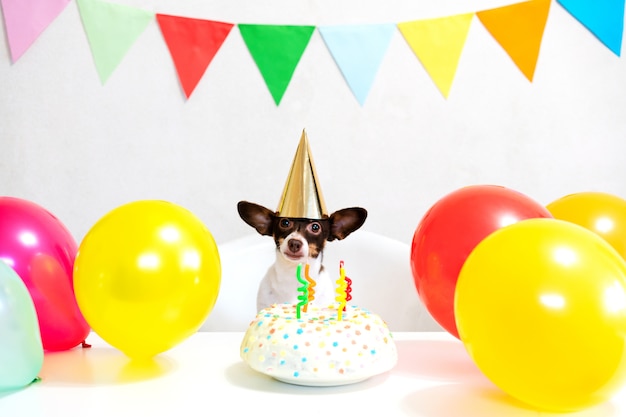 Cute small funny dog with a birthday cake and a party hat celebrating birthday with girl mistress. Beautiful young woman and a dog in holiday caps. Happy birthday party. Friendship concept..