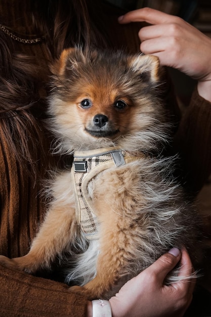 Cute small pomeranian spitz dog sitting in owners hands