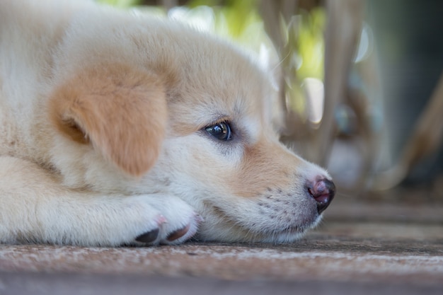 Cute small puppies are squatting and looking for play on the floor