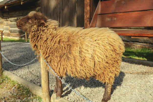 Cute small sheep in sunny day in park