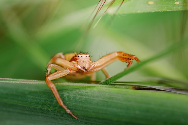 Cute small spider in its habitat