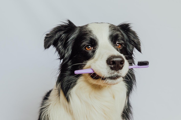 Cute smart funny puppy dog border collie holding toothbrush in mouth isolated on white background Oral hygiene of pets Veterinary medicine dog teeth health care banner