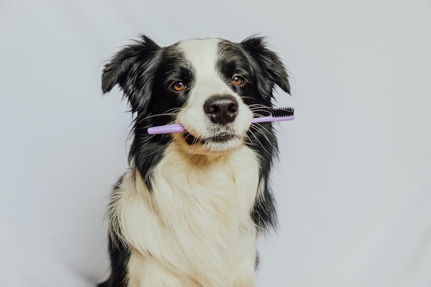 Cute smart funny puppy dog border collie holding toothbrush in mouth isolated on white background Oral hygiene of pets Veterinary medicine dog teeth health care banner