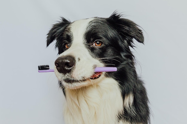 Cute smart funny puppy dog border collie holding toothbrush in mouth isolated on white background Oral hygiene of pets Veterinary medicine dog teeth health care banner