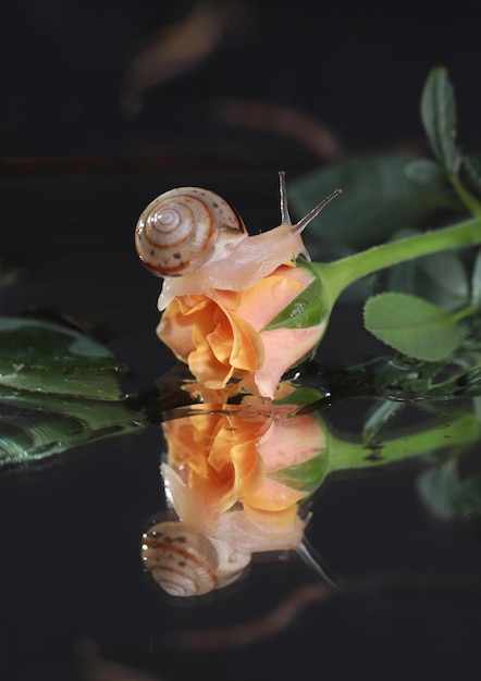 A cute snail with a shell on a blade of grass crawls to a small rose, macro photography, bokeh