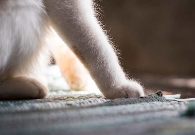 Cute soft cat's paws while sitting on the sofa