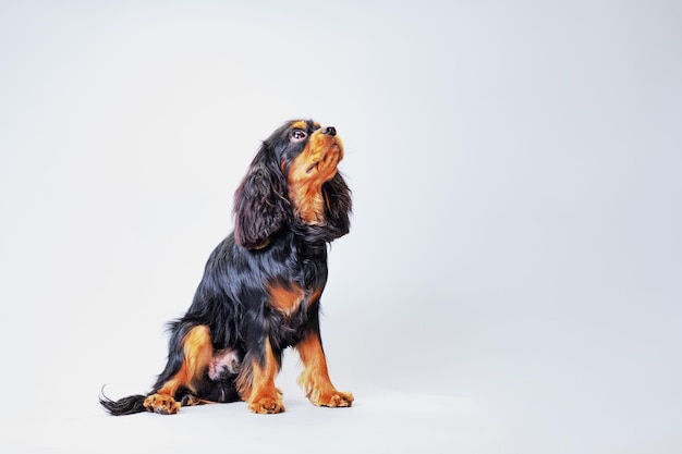 Cute spaniel dog on a light background with a wellgroomed coat