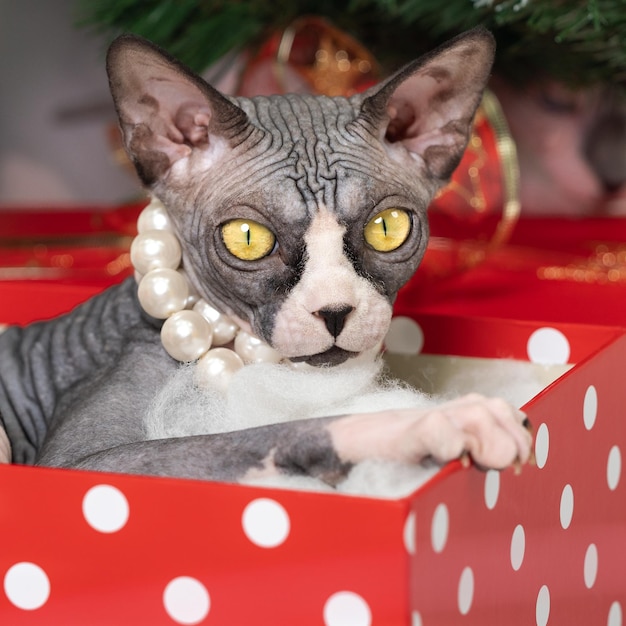 Cute Sphynx Cat lying in red polka dot gift box under Christmas tree and looking at camera