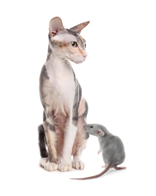 Cute Sphynx cat and rat on white background Lovely pets